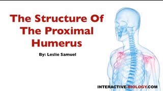 076 The Structure Of The Proximal Humerus [upl. by Eskil]