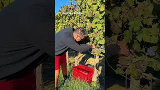 🍇 Le vigne di Santa Lucia sono in fermento [upl. by Abbey]