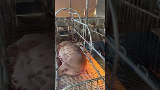 pigging farming piggery baboyan pig pighusbandry animals piglet livestockfarming [upl. by Aleece]