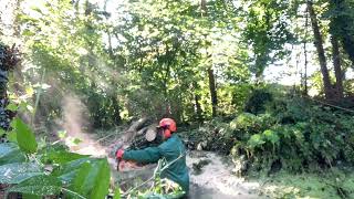 Gevallen bomen over vijver Zagen met Stihl MS 362C [upl. by Lehcor594]