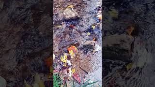 October Stream Flow 8 outdoors flowing hydrology water slowed slowmotion h2o [upl. by Lleruj]