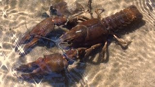 Underwater Wild SeriesEuropean crayfish Astacus astacus  Animalia Kingdom Show [upl. by Akimal560]