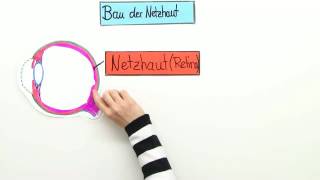 AUFBAU DER NETZHAUT  Biologie  Neurobiologie und Verhalten [upl. by Sherwood655]