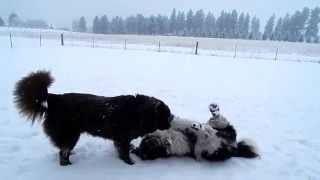 Two Newfoundlands Romping in the Snow [upl. by Ycul]