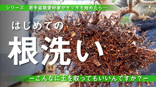 【初めての 根洗い・植え替え】 若手盆栽愛好家がサツキを始めたら・・・ [upl. by Ellesij]