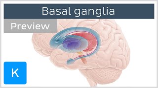 Basal ganglia Pathways and functions preview  Human Neuroanatomy  Kenhub [upl. by Hackathorn]