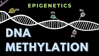 Mechanism of repression by DNA methylation  Part 2  Epigenetics  GATECSIRNET [upl. by Crystal]