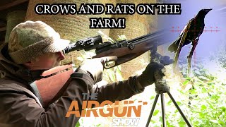 The Airgun Show  Farmyard crow magpie and rat hunt  BRK Brocock Ranger review [upl. by Tnahsarp]