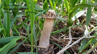 Morcheln 2018 kleine Pilztour Anfang April Morels 2018 piccolo tour dei funghi allinizio di aprile [upl. by Porcia]