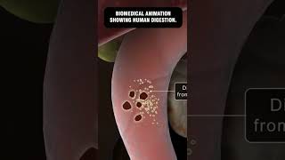 BIOMEDICAL ANIMATION SHOWING HUMAN DIGESTION  Best Gastro Hospital in Kanpur [upl. by Elraet]