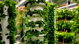 Aeroponic Vertical Farming With Tower Farms [upl. by Adnolohs]