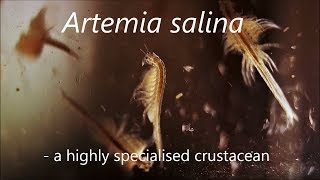 Artemia salina  a highly specialised crustacean [upl. by Schurman]