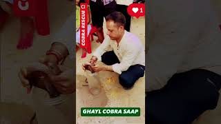 Cobra Saab ko rescue Kia Ktaka gaw shortsvideo snake [upl. by Lener490]