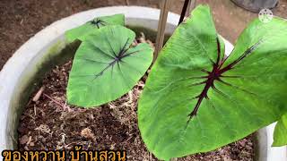 ปลูกหน้ากากฟาโรห์ในวง หน้ากากฟาโรห์ colocasia pharaoh’s mask ไม้กระแส [upl. by Abla]