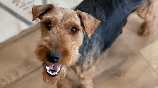 Rosalie Adult Welsh Terrier [upl. by Noral121]