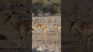 Impalas Dance Towards LifeGiving Water [upl. by Somerset548]