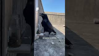 Le corbeau est un animal intelligent et astucieux  🐦‍⬛🧠 [upl. by Abla]