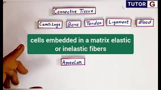 Areolar connective tissue  Location structure function [upl. by Swamy105]