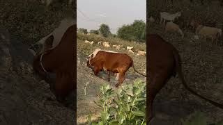 Cow Fighting [upl. by Audres]