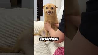 Puppy with a twisted nose shortvideo healing dog puppy cute funny love [upl. by How653]