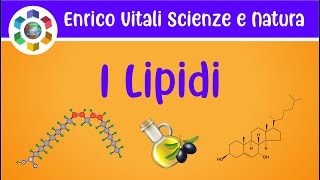 I lipidi e loro funzioni biologiche Video in 4K [upl. by Niwri]