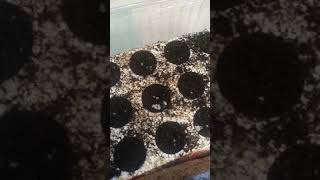 African violet Seeds Sprouting [upl. by Essilevi]