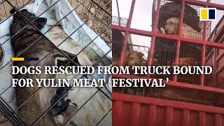 Hundreds of dogs rescued from truck bound for Yulin dog meat ‘festival’ in China [upl. by Ahsrav]