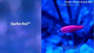 PetSolutions Glofish® Fluorescent Zebra Danio Aquarium Fish [upl. by Neelia]