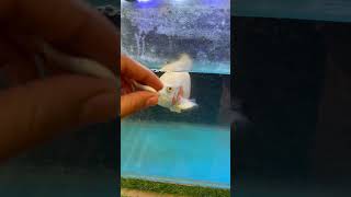 Oscar Fish Feeding oscarfish mollyfish nature fishfood food shorts [upl. by Izabel898]