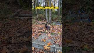 Portland Macleay trail hike minischnauzers hike asmr fall [upl. by Iand]