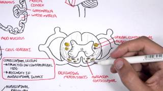 Neurology  Motor Pathways [upl. by Edelman]