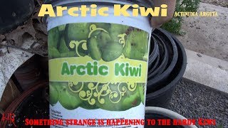 ⟹ ARCTIC KIWI  Actinidia arguta  Something strange is happening 2017 [upl. by Ruddie877]