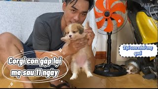 Phản ứng chó Corgi con gặp lại mẹ sau 11 ngày  Kết quả bất ngờ [upl. by Towroy795]