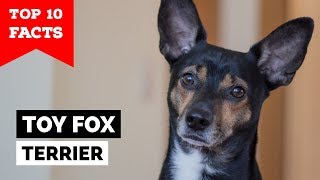 Toy Fox Terrier  Top 10 Facts [upl. by Arber]