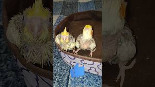 ПРИВІТ  shorts parrot parrots parrotvideo cockatiel corellaparrot [upl. by Carberry]