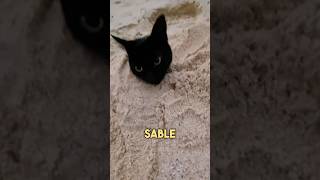 Il Jouait sur la Plage jusqu’à ce que ce Chat apparaisse 😂 [upl. by Aneetsyrk]