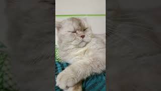 goodnight pipals catvlog cutecat meowvlog mèo catlover [upl. by Sualkcin]