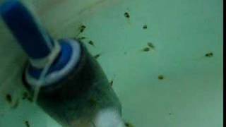 Artificial feeding of Discus fry [upl. by Daenis]