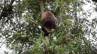 Juvenile Golden Monkey Mucyo Plays  The Dian Fossey Gorilla Fund conservation [upl. by Adella]