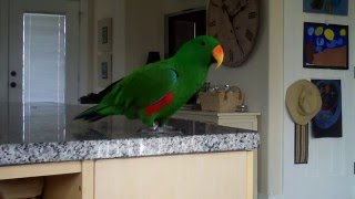 Eclectus parrot singing and talking [upl. by Nan]