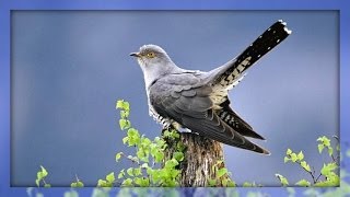 ❀ Cuckoo Bird [upl. by Sosanna559]