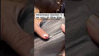 Intravenous injection in ear vein l dr Umar khan [upl. by Adiel]