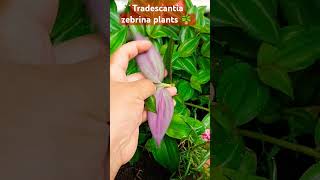 Tradescantia zebrina plants care tips plants hangingplants indoorsplants shorts trending [upl. by Thatch]