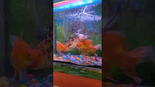 Mujhe jine nahi deti hai yaad teri 😔 ॥ shorts short trending trend fish aquarium ytshorts yt [upl. by Dene]