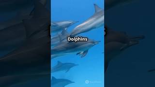 Did You Know Dolphin Have Names Discover Their Fascinating Communication [upl. by Akahs]