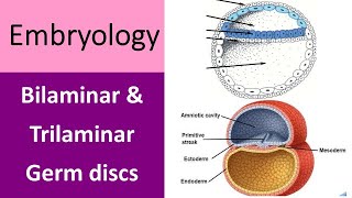 Unlocking the Secrets of Human Development Bilaminar and Trilaminar Germ discs [upl. by Onateyac]