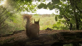 🔴 Birds and Squirrels in the Forest  247 LIVE by Morten Hilmer © [upl. by Jacinta184]