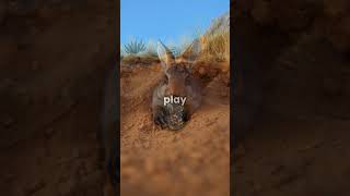 Meet the Bilby Australia’s Adorable Desert Survivor 🐾🌵 facts endangeredspecies [upl. by Euqinim]