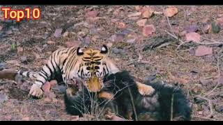 Tiger Vs bear  Tiger hunts bear  wild bear  male tiger [upl. by Names]