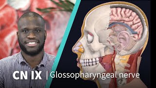 Anatomy Dissected Cranial Nerve IX glossopharyngeal nerve [upl. by Eilyw]